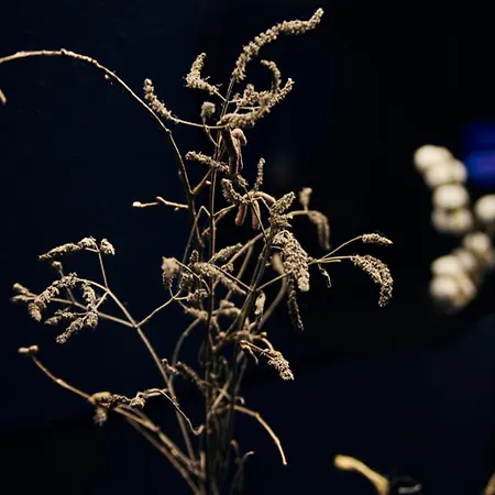 Domek alpejski Spitzbergen House Orawczyk