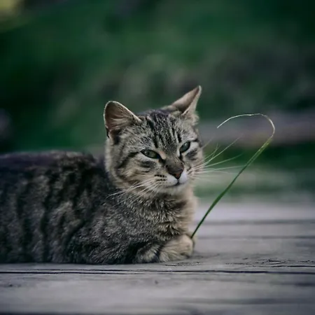Domek alpejski Spitzbergen House