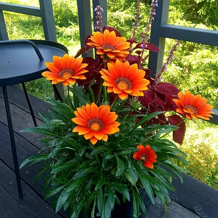 Chalet Spitzbergen House