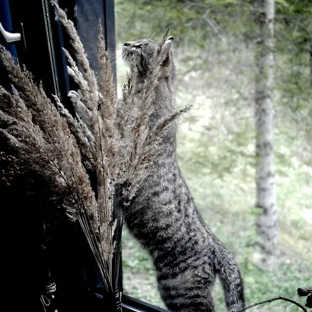 Chalet Spitzbergen House Oryavchyk