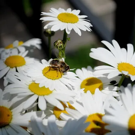 木屋 Spitzbergen House 奥尔亚维奇克