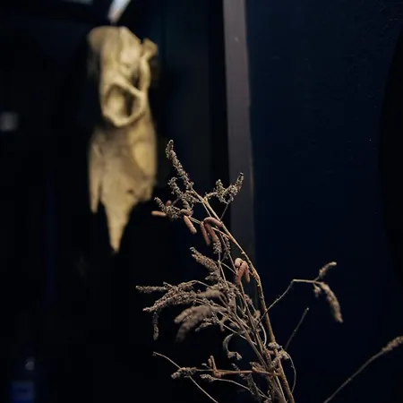 Spitzbergen House 奥尔亚维奇克