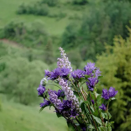 木屋 Spitzbergen House *