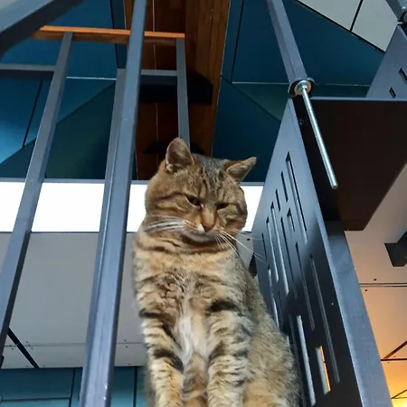 Spitzbergen House 木屋 奥尔亚维奇克